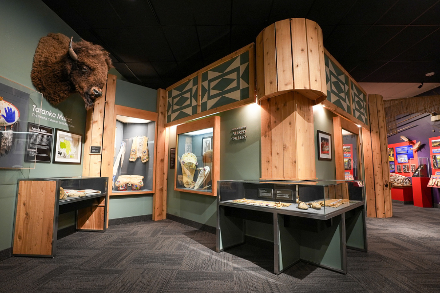 Close-up image of a taxidermy buffalo head