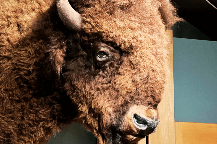 Close-up image of a taxidermy buffalo head