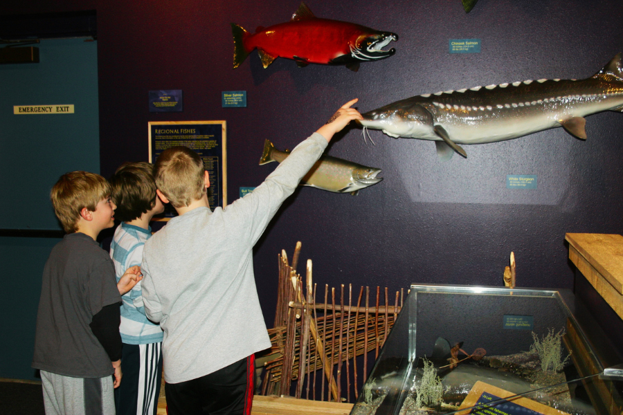 Two boys pointing at mounted fish