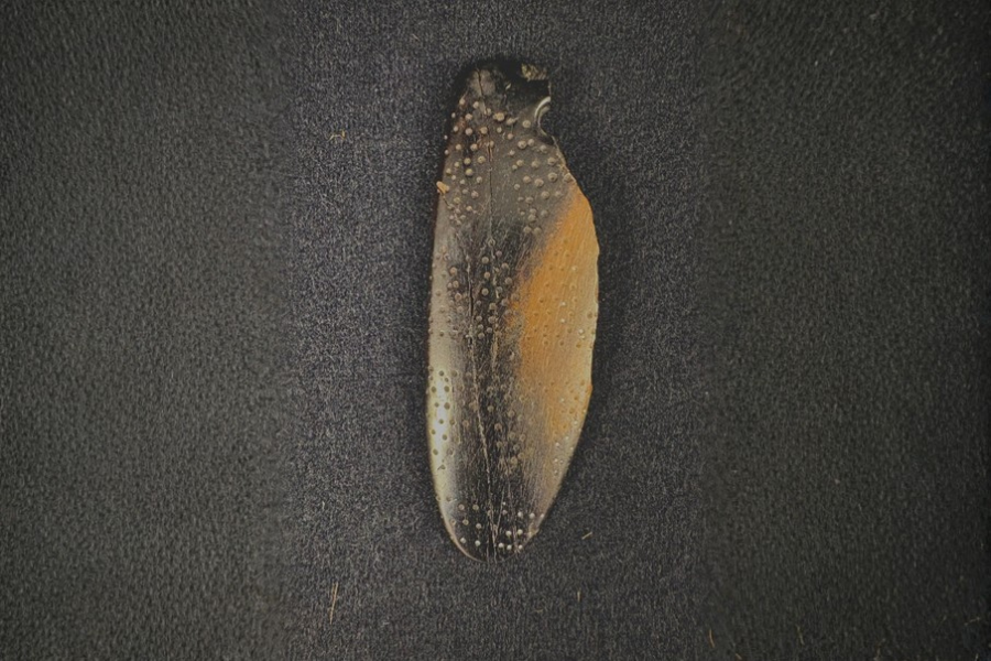 Black and orange hardened insect wing