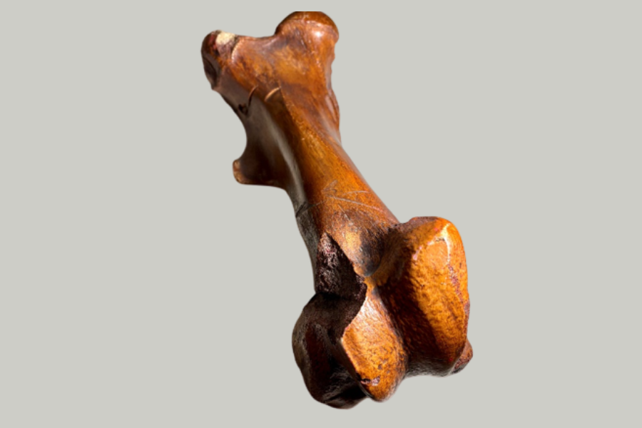 Image of an unidentified limb fossil