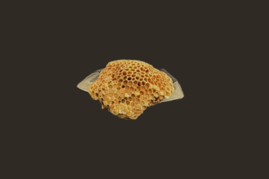 Image of a piece of coral that looks like a bees nest