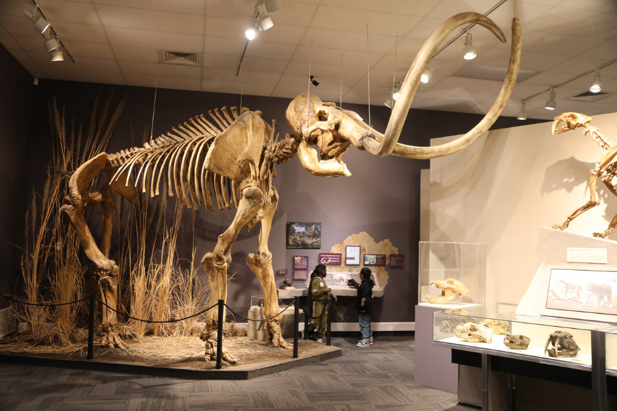 Three boys standing under and looking up at the mammoth replica