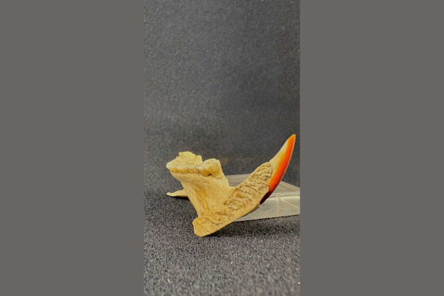 The mandible of a small, unidentified, rodent-type animal
