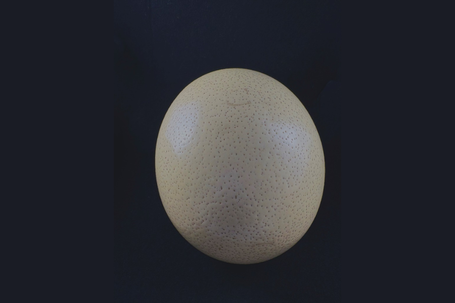 A large off white ostrich egg