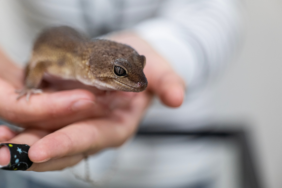 A lizard head