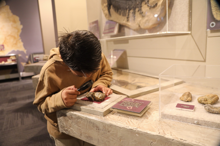 Student looking closely at a random museum item