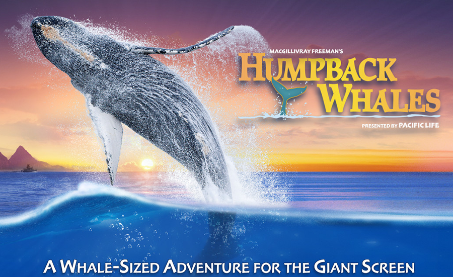 Humpback Whales