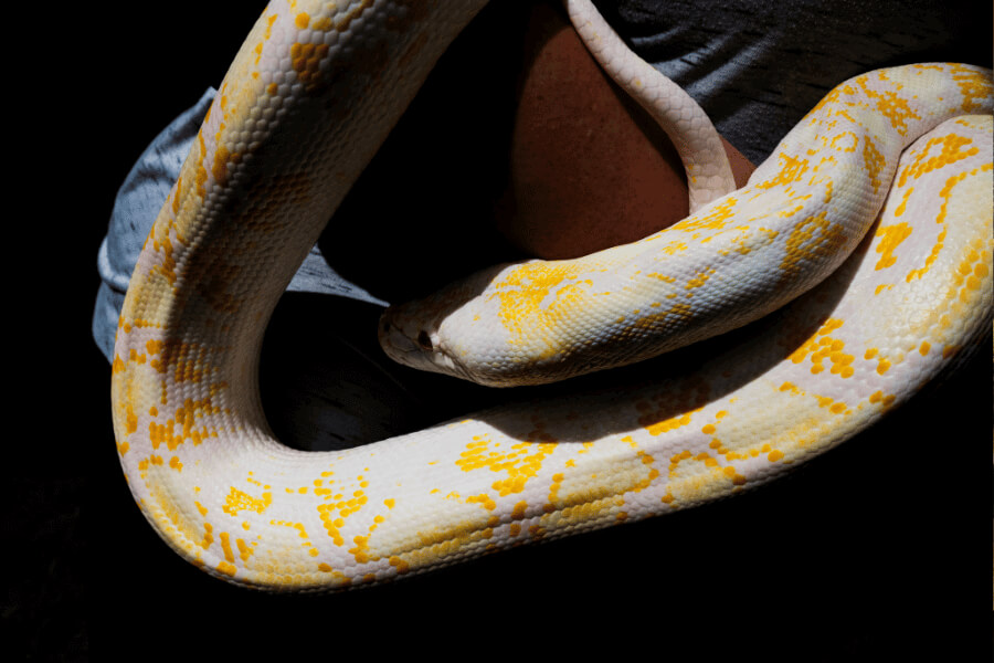 closeup of a yellow and white snake curled around someone's arm