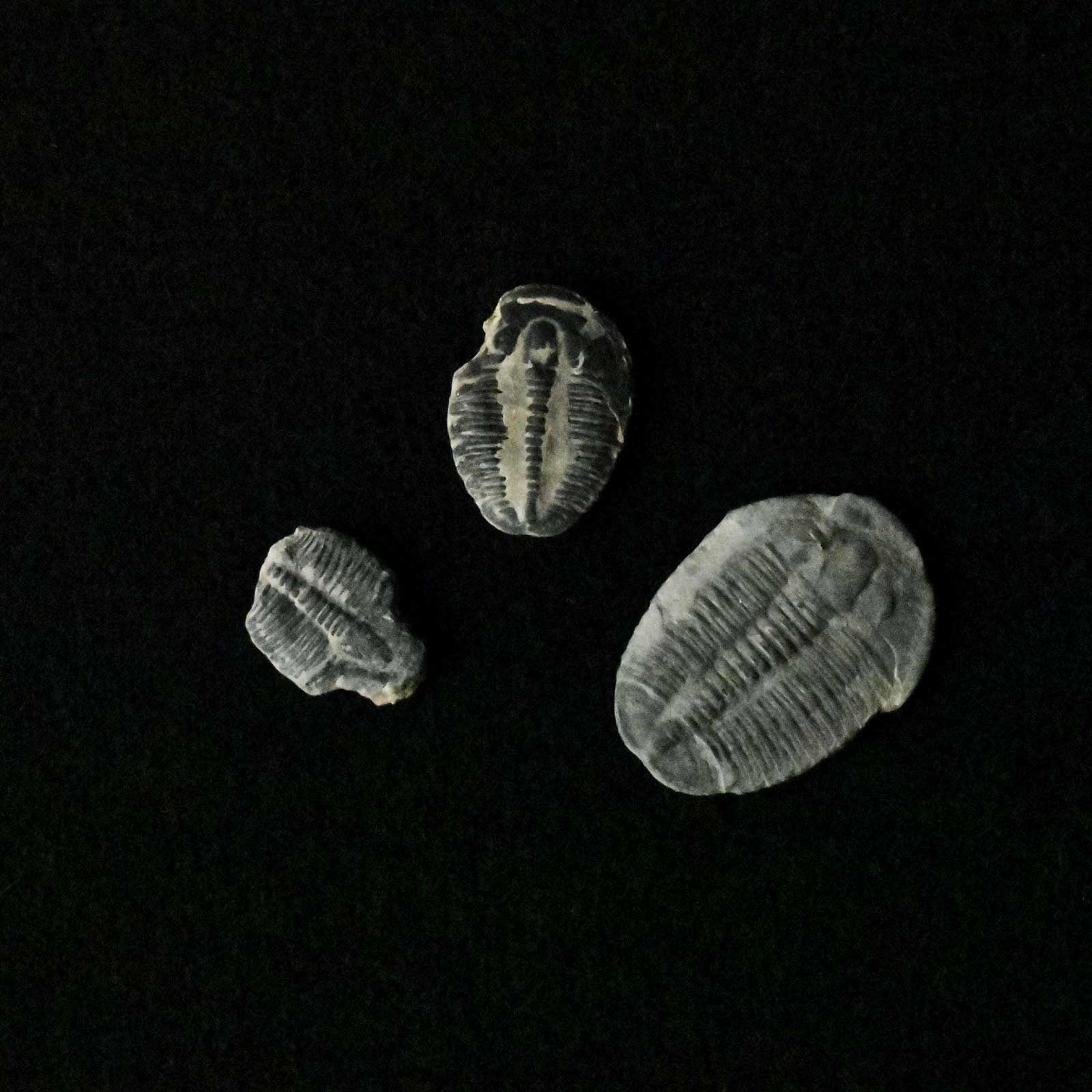 Three small fossils from the Paleozoic Era, on a black background