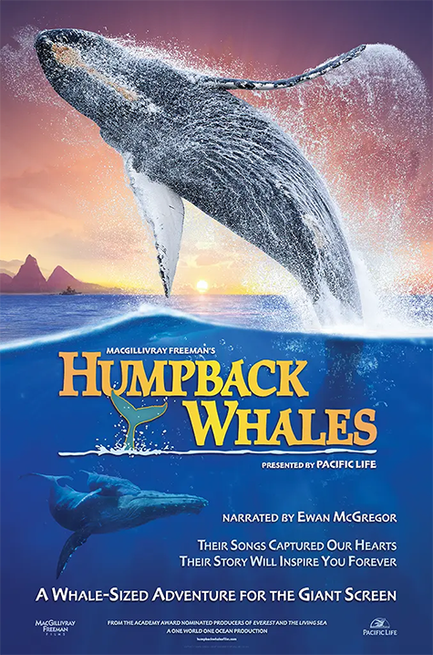 Humpback Whales poster