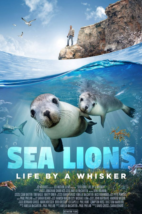 Two sea lions underwater